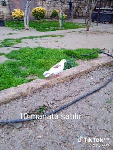 coban iti adlari: Ağ-qəhvəyi rəngli göyərçin - Bədən rəngi ağ, kürək və qanad üstündə — 1