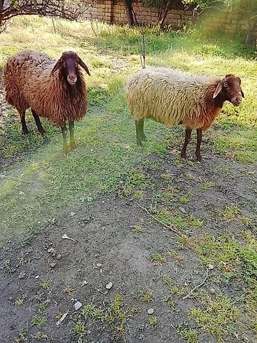 Dişi, Qala, il: 3, 70 kq, Damazlıq, Ünvandan götürmə, Ödənişli çatdırılma lalafo.az -da Dişi, Qala, il: 3, 70 kq, Damazlıq, Ünvandan götürmə, Ödənişli çatdırılma