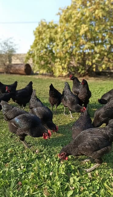 hind quşu baximi: Toyuq, Damazlıq — 9