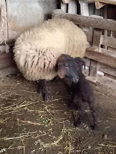 sabuncu heyvan bazari: Ana bala — 2