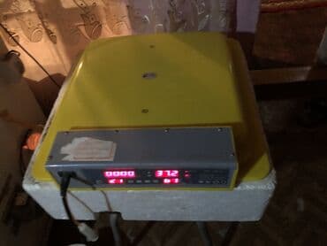 50 yumurta, Çin, Bütün növ quşlaq üçün