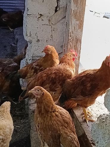 kənd toyuqlari: Təbii Qırmızı Sasso Çolpaları – Cəmi 12 AZN! 🐔 Tam sağlam, təbii — 7