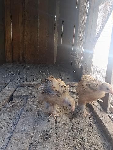 amadin quşu: Brama cücələri 20 günlükdülər qiymət birinə aiddi — 1