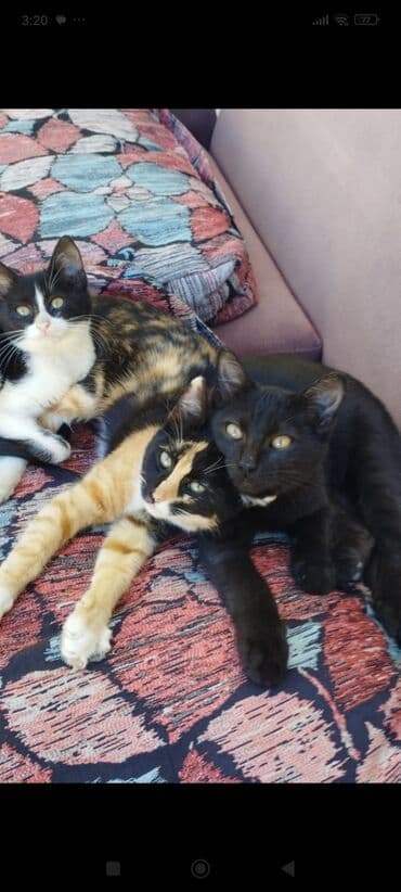 Собаки: В добрые руки — 1