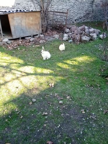 şirin dovşan şəkilləri: Temiz koligorniya dovwanlari .anasi atasi hamsi biryerde satilir.anasi — 9