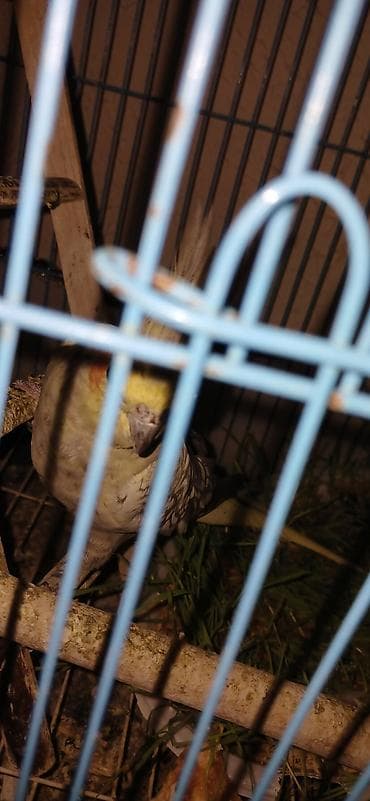 попугай жако купить в баку: 2 QƏFƏS SU QABLARI GÜZGÜ BİR SÖZLƏ TAM AKSESUARLARINymph paraket — 2