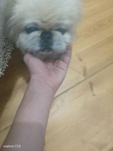it heyvan: Pekines, 2 il, Erkek, Peyvəndli, Ödənişli çatdırılma — 2