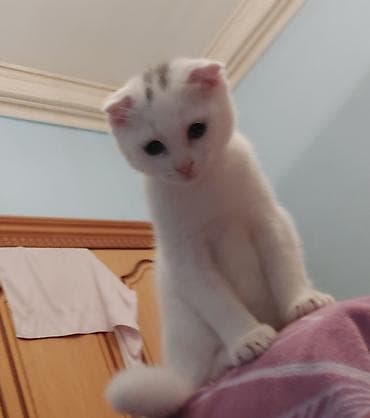 at satilir: Erkək, Yaxşı əllərə, Ünvandan götürmə — 1