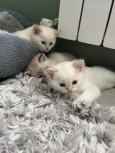 британская шиншилла: Шиншилла — 9