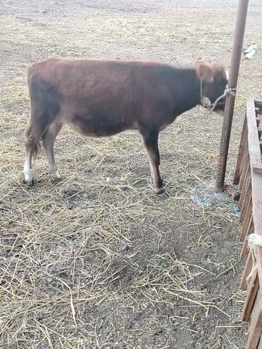 çöl qazi haqqinda melumat: Dişi danadı sağlam danadı — 3