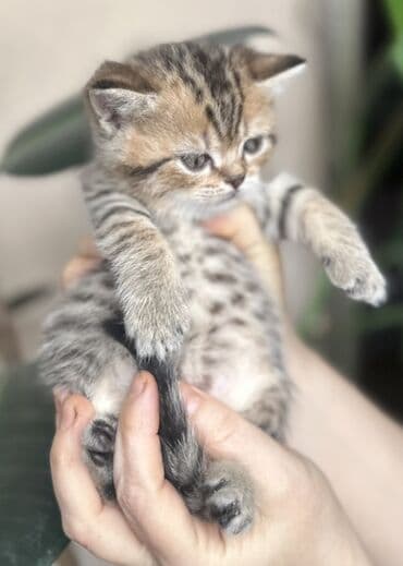 kirpi heyvan: Şotland — 2