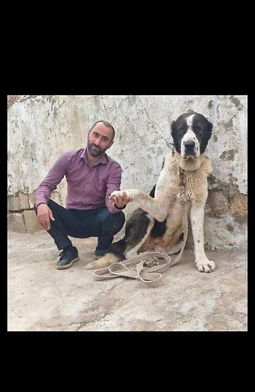 ari ailesi satisi: Alabay, 4 il, Erkek, Cütləşmə üçün, Rayonlara çatdırılma — 2