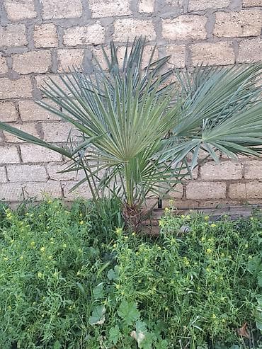 сколько стоит пальма в горшке: Bağ üçün dekorativ tropik bitkilər - Növlər: Yucca (Yucca — 3