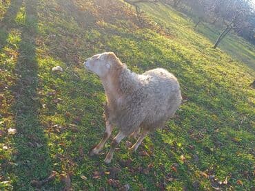 Yemlər: Temiz beylaqan qoçu qiymetde cüzi endirim ederem — 3