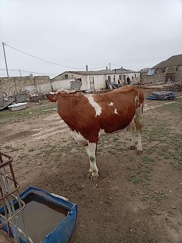 i̇nekler: Simental tipli qırmızı-ağ rəngdə inək. - Böyük cüssəli, sümük quruluşu — 9