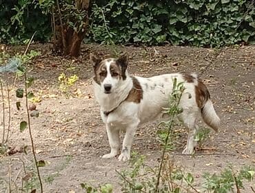 2 il, Erkek, Peyvəndli, Ünvandan götürmə