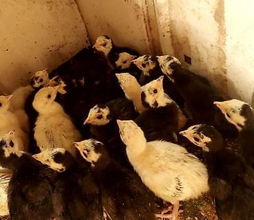 1 həftəlik Hindusqa balalarıdı.Tam sağlamdılar.12 dənədilər