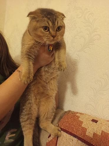 pisiy: Şotland yastı qulaq — 5