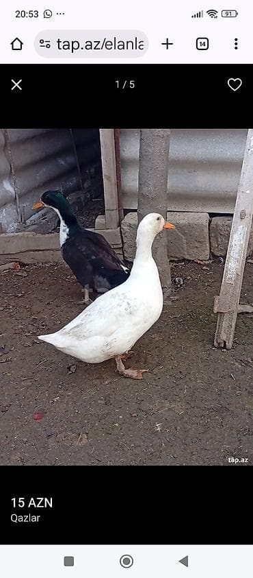 8ayliq ordeklerdi fere həzirda yumurtayir,cutu 30azn,qiymet lalafo.az -da 8ayliq ordeklerdi fere həzirda yumurtayir,cutu 30azn,qiymet