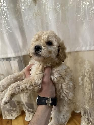 satliq ov itleri berde: Pudel, 1 ay, Dişi, Ödənişli çatdırılma — 4