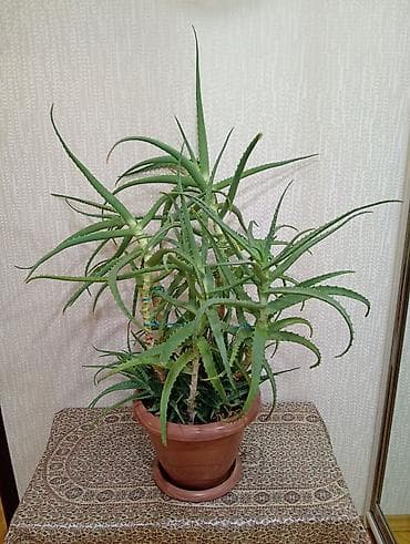 Aloe vera (sukkulent) – iri dibçəkdə - Növ: Aloe vera, ev üçün
