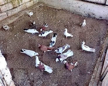 quş: Temiz Bakı enli quyruqları 20 dene heyvandi kom satılır Öz — 1