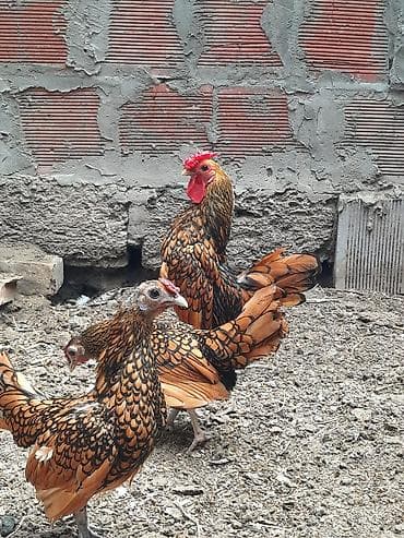 Toyuq, Damazlıq lalafo.az -da Toyuq, Damazlıq