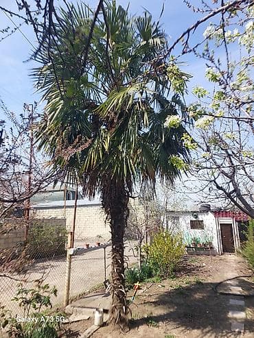 leylandra agaci: Trachycarpus fortunei (Kənarları pərli xurma/pal­ma) – həyət və bağlar — 2