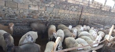 balasına sud verməyən qoyun nə adlanır: Qoçun almış dişi toğlular. 23 baş dişi 2 baş qoç kom satılır — 3