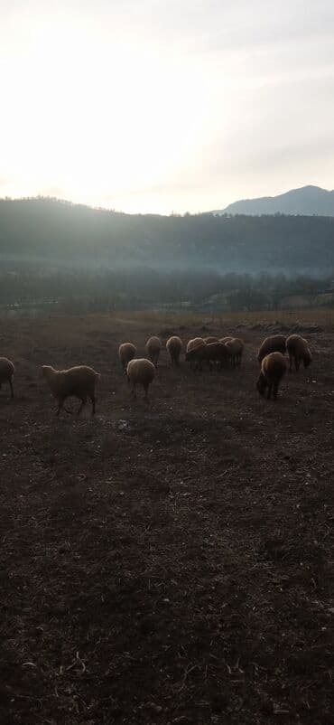 Qoyunlar, qoçlar — 2