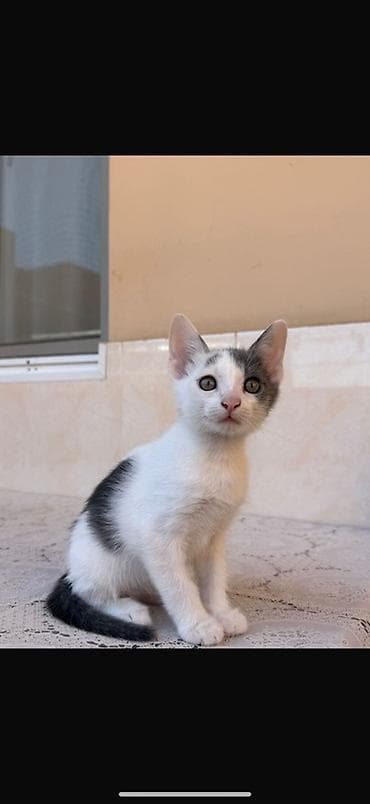 bala pişik pulsuz: Erkək, Yaxşı əllərə — 2