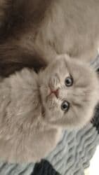 шотландские котята в баку: Шотландская, Самка — 7