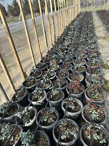 Саженцы деревьев: Dibçəkdə qızılgüllər satılır. Böyük dibçək 4 azn orta 3 azn kiçik — 2