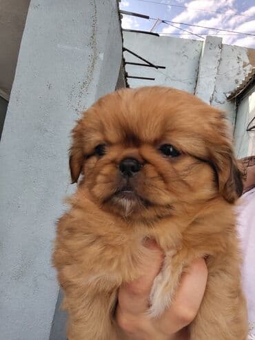 передержка собак баку: Pekines, 2 ay, Ödənişli çatdırılma — 6