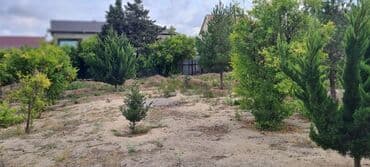 xacmazda findiq bagi satilir: Kupça (Çıxarış) — 7