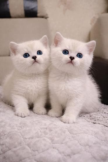 pudel bala: Britan, Erkək, Dişi, Yaxşı əllərə — 6