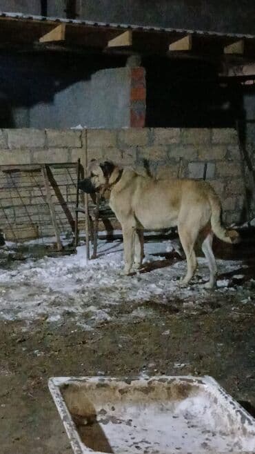 отдам собаку в хорошие руки: Qurdbasar, 2 il, Erkek — 6