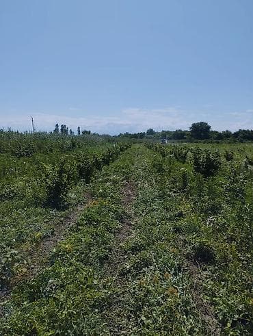 samovar 10 litr: Fındıq tingləri və bağ sahəsi.Xacmaz rayonu Tikan oba kəndi.Kəndə — 2