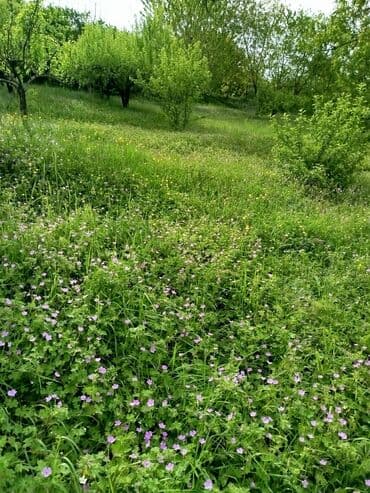 3 комнатная квартира: 24 sot, Tikinti, Mülkiyyətçi, Kupça (Çıxarış) — 9