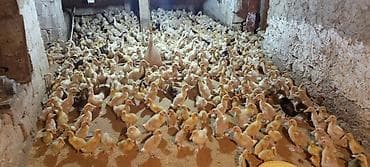 Коровы, быки: Ördəklər – müxtəlif yaş qrupları, partiya şəklində - Şəkillərdə — 8