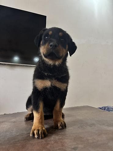 ucuz ev itləri: Rotveyler, 2 ay, Dişi — 5