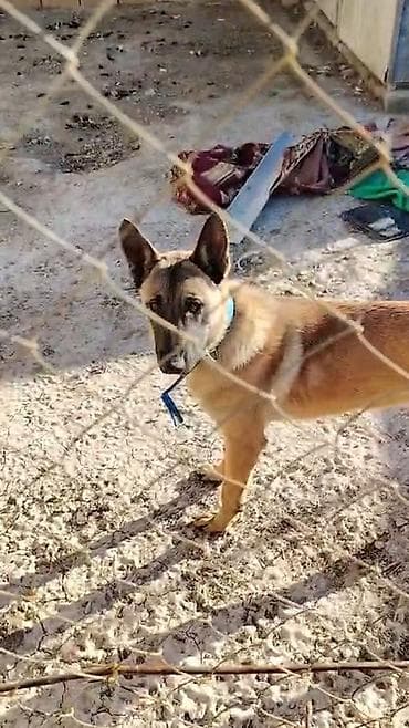 İtlər: Belçika çoban iti, Dişi — 4