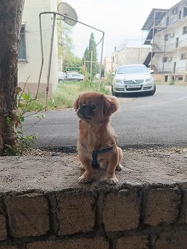 it alman: Pekines, 1 il, Erkək, Ünvandan götürmə — 4