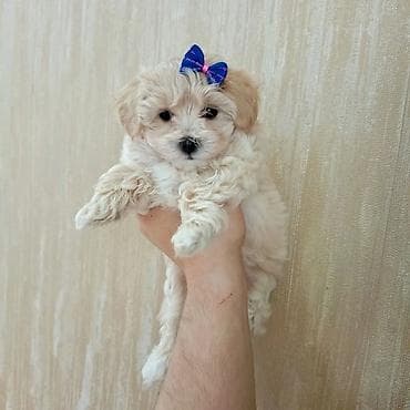 Собаки: 2 месяца, Самка — 2