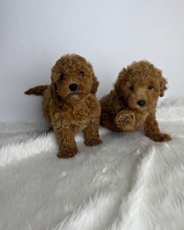 kreditle it satisi: Pudel — 3