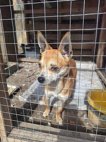 2 ay, Erkek, Peyvəndli, Ünvandan götürmə