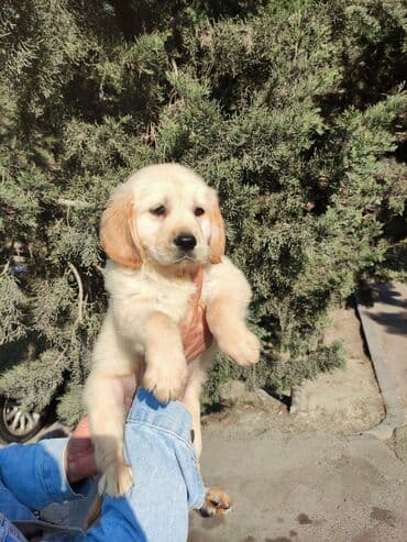 Retriever, 2 ay, Erkek, Pulsuz çatdırılma