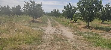 mal dili bitkisi: Giləsayə bağı – intensiv meyvə bağı - Mədəni giləsayə ağacları ilə — 1