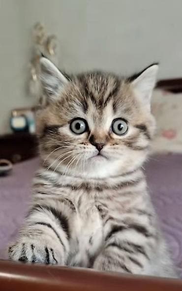 sort pişiklər: Britan, Erkək, Yaxşı əllərə, Ünvandan götürmə — 1