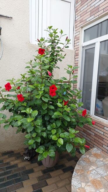 qırmızı gül şəkilləri: Qırmızı Hibiskus (Çin qızılgülü) – iri dibçəkdə, bol çiçəkli dekorativ — 10